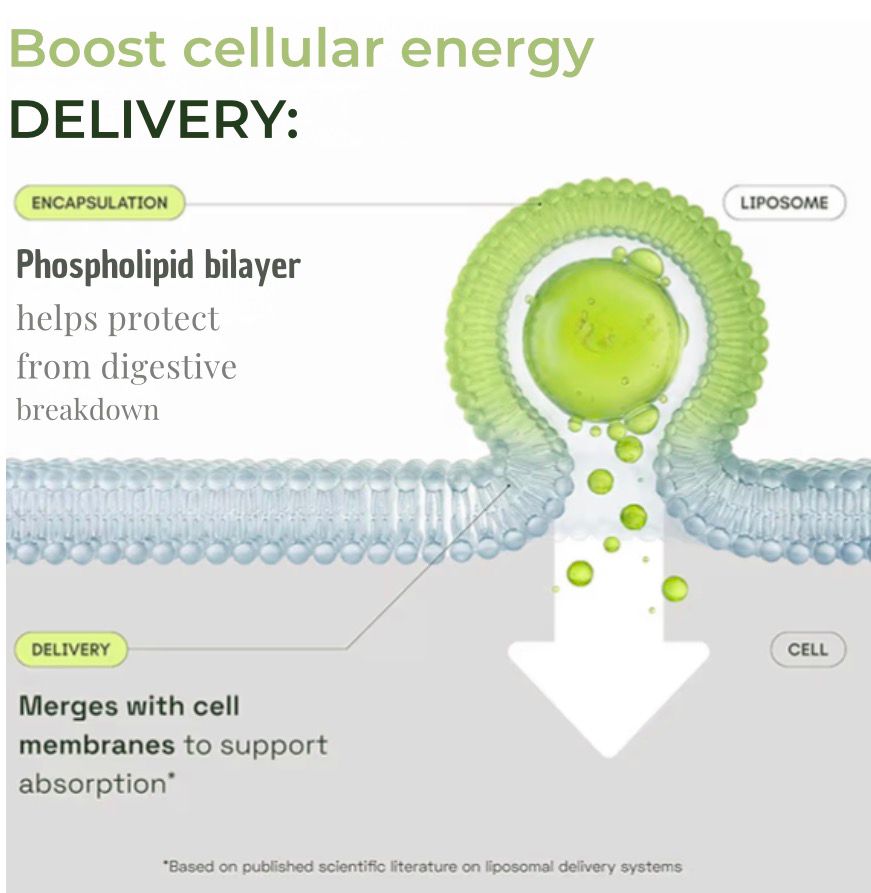 Boost Cellular Energy & Support Healthy Aging Naturally