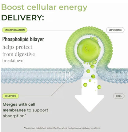 Boost Cellular Energy & Support Healthy Aging Naturally